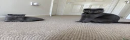 Scottish Fold cats for sale: Playful  lovely Scottish Fold - Advert 2