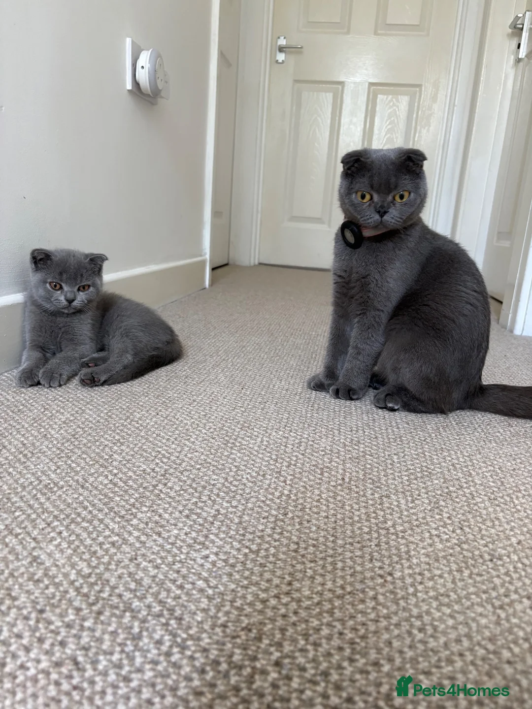 Scottish Fold cats for sale: Playful  lovely Scottish Fold - Advert 2
