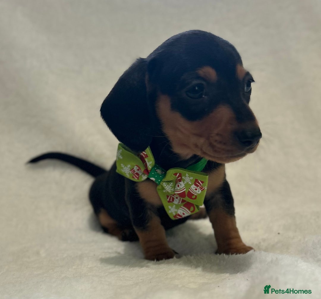 Miniature Dachshund dogs for sale: 1 boy left Ready to leave  - Advert 11
