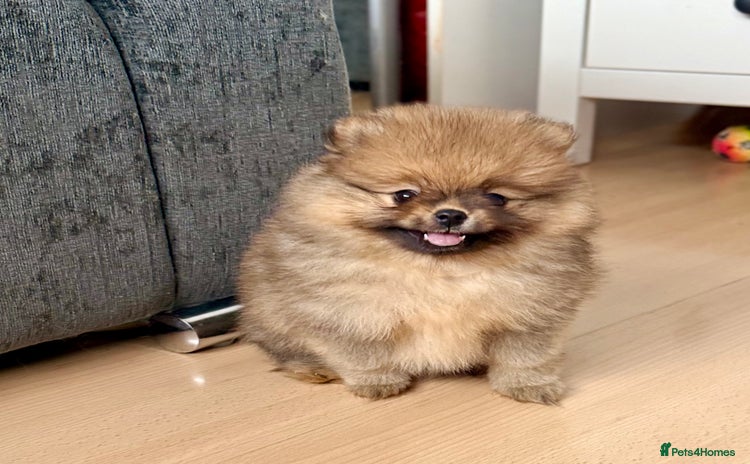 Pomeranian dogs - Advert 3