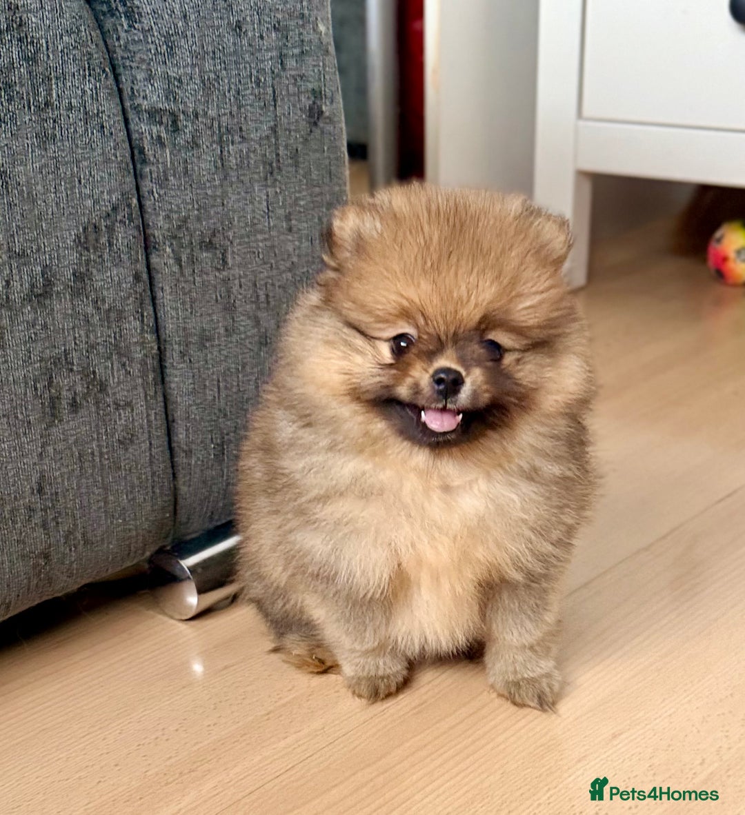 Pomeranian dogs for sale: Pomeranian Girl . Ready to go new home  - Image 8