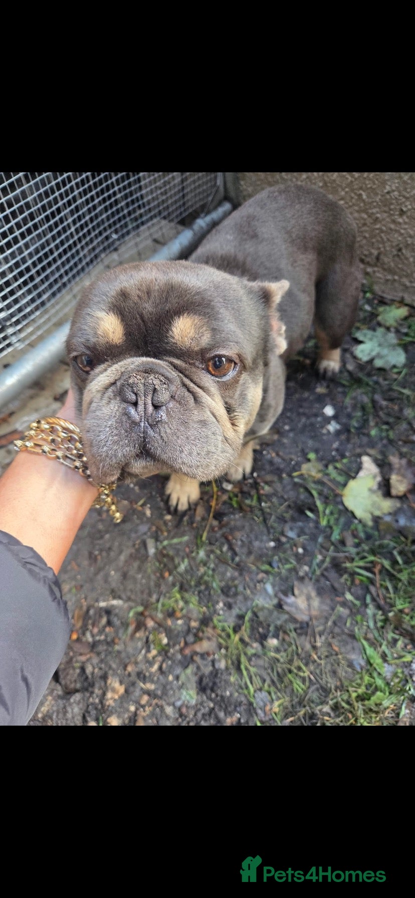 French Bulldog dogs for sale: French bulldog  - Advert 4