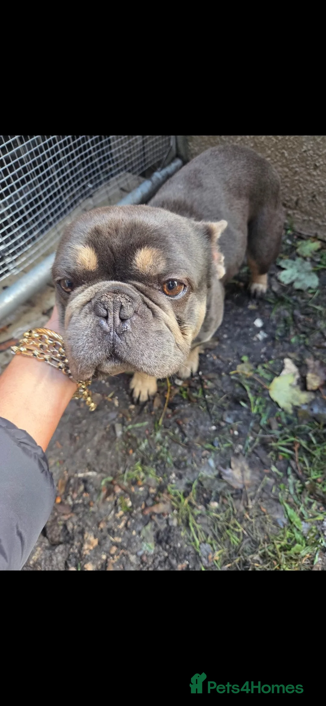 French Bulldog dogs for sale: French bulldog  in Wednesbury - Advert 1