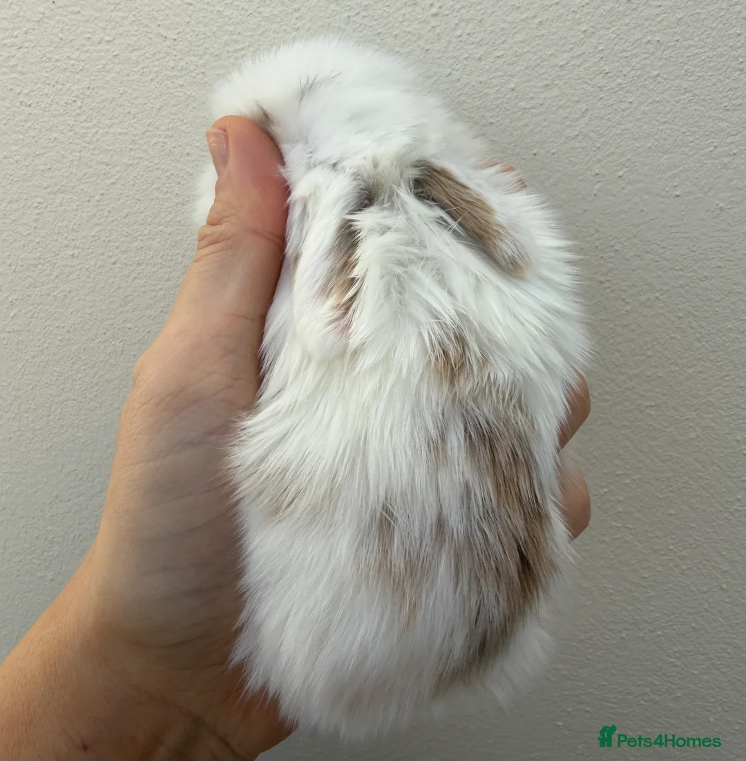 Mini Lop rabbits for sale: Purebred mini lops *Avail to Reserve - Advert 1