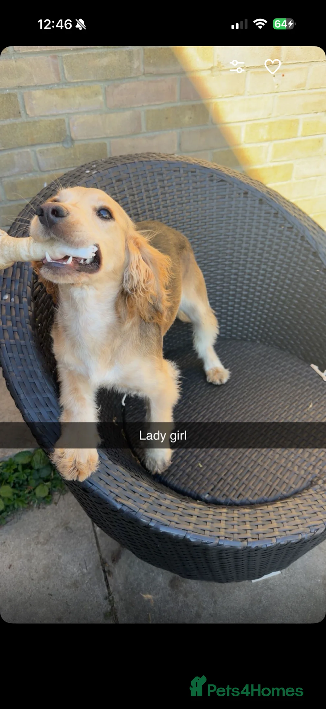 Cocker Spaniel dogs for sale: Cocker Spaniel - Advert 2