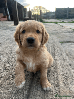 Golden Retriever dogs Working Golden Retrievers - 3 Males left - Advert 5
