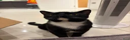 Bombay cats for sale: 2 tuxedo gorgeous brothers! ♥️ - Advert 2