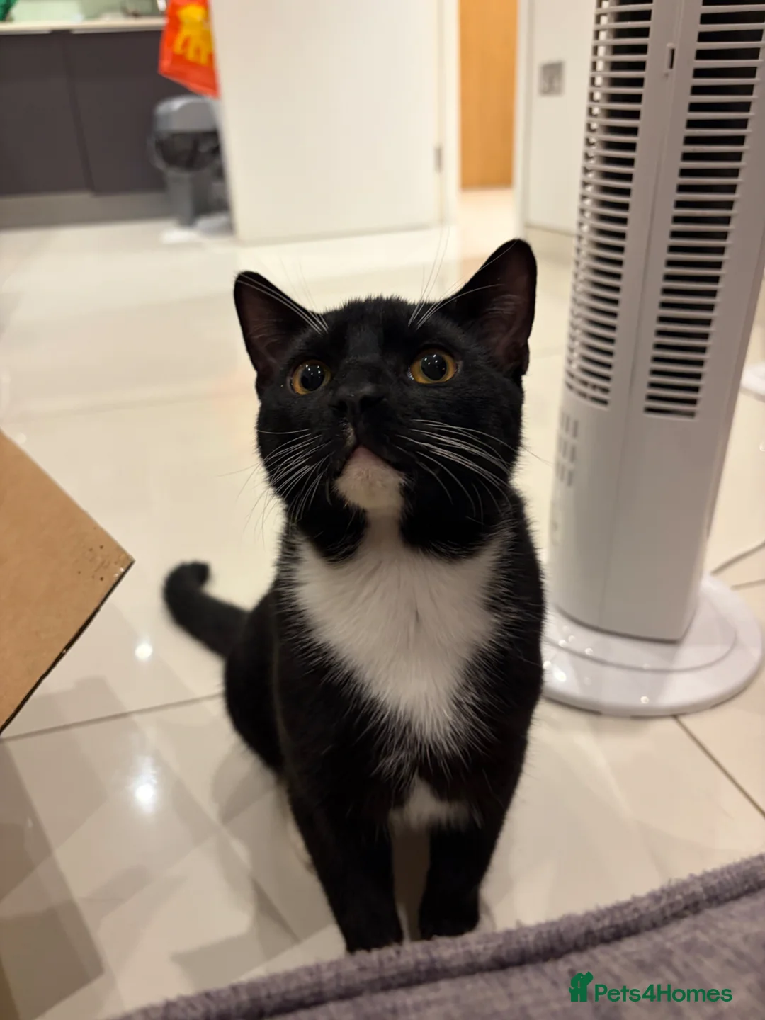 Bombay cats for sale: 2 tuxedo gorgeous brothers! ♥️ - Advert 2