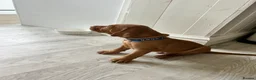 Hungarian Vizsla dogs for sale: 5 handsome hungarian vizsla puppies for sale - Advert 24