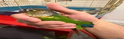 Conures birds for sale: Green cheek conure and Turquoise green cheek parak in Dewsbury - Advert 6