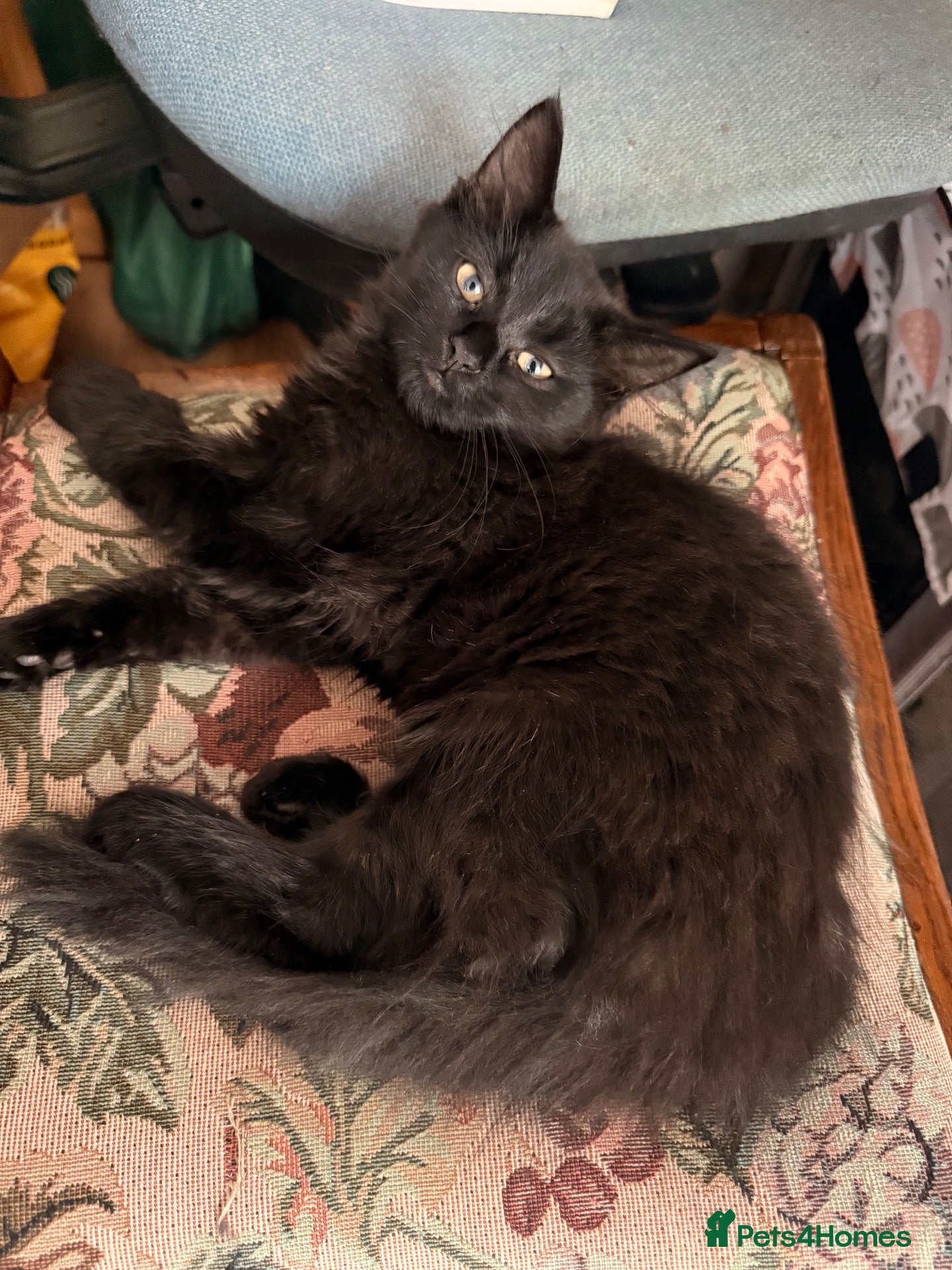 Mixed Breed cats 🖤 Beautiful 5-Month-Old Black Long-Haired Kitten  - Advert 14