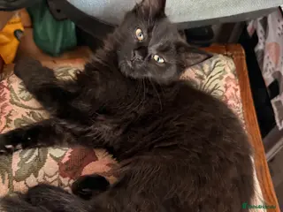 Mixed Breed cats 🖤 Beautiful 5-Month-Old Black Long-Haired Kitten - Advert 14