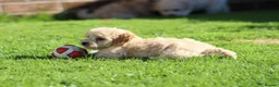 Cavapoochon dogs for sale: Beautiful Cavapoochon puppies for sale - Advert 21