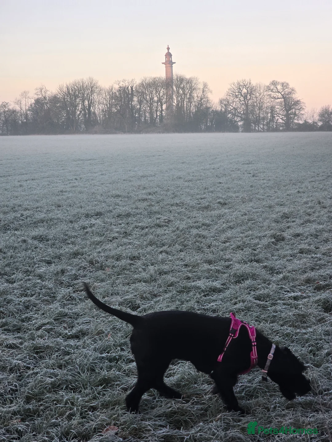 Giant Schnauzer dogs for sale: Luna, Giant Schanuzer  in Langport - Advert 2