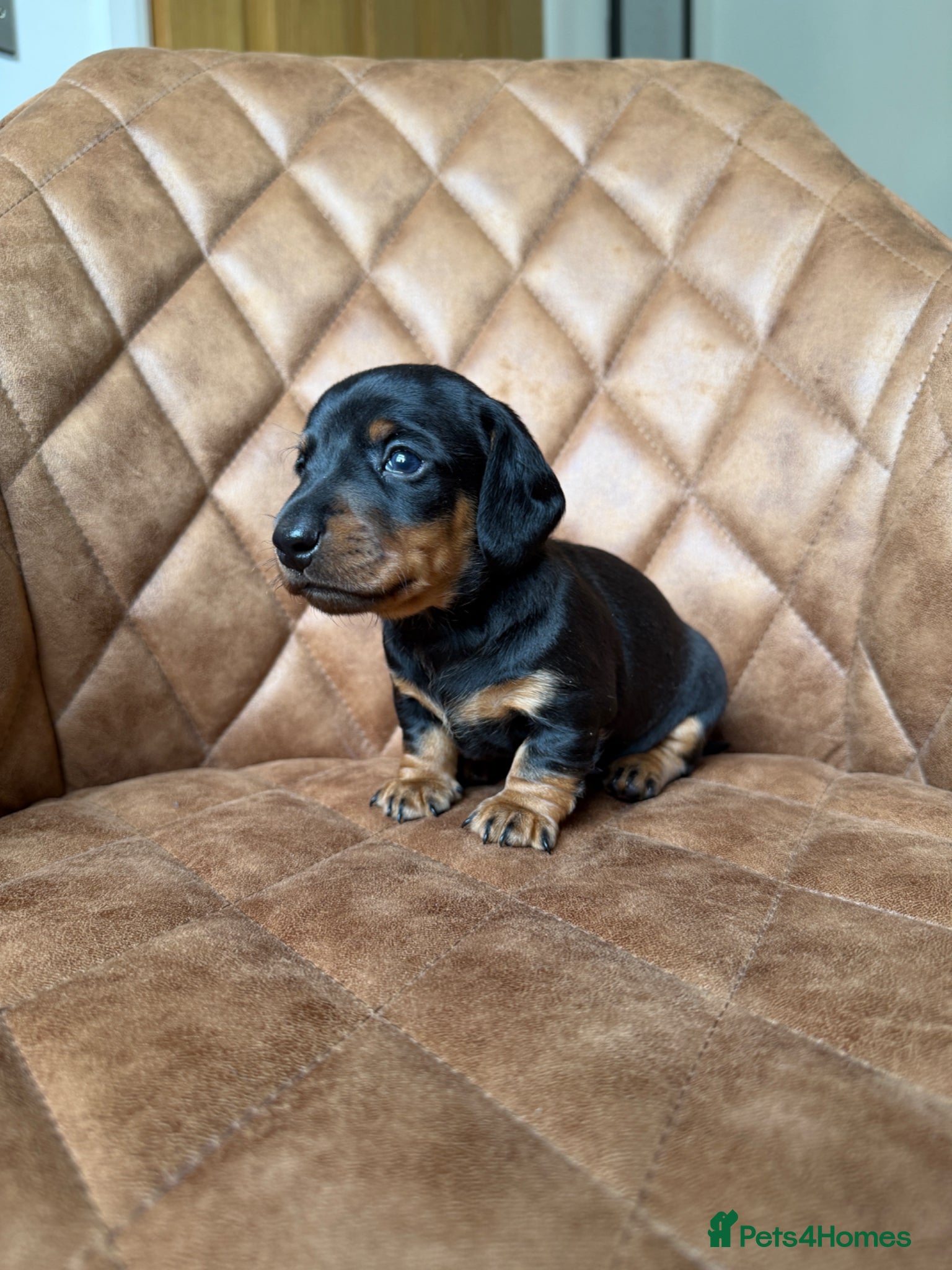 Miniature Dachshund dogs Exceptional Litter Of Smooth Haired Mini Dachshund - Advert 2
