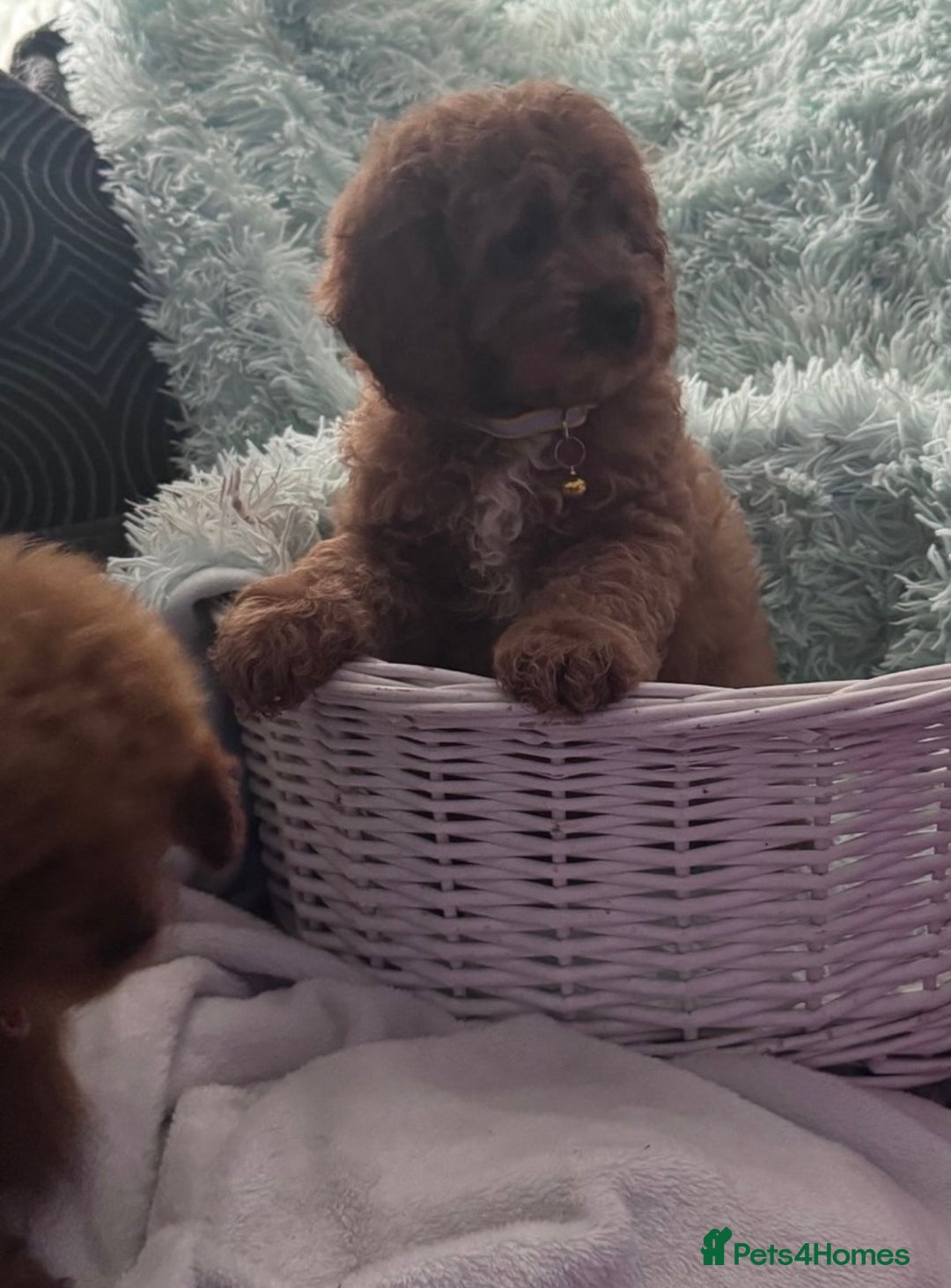 Cavapoo dogs for sale: Strong chunky cavapoo boy puppies ❤️ - Image 10