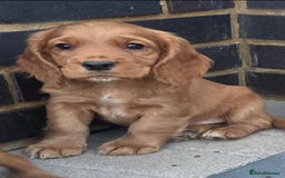 Cocker Spaniel dogs for sale: Gorgeous red cocker spaniels puppies  - Image 1