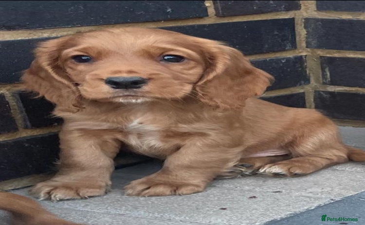 Cocker Spaniel dogs - Advert 5