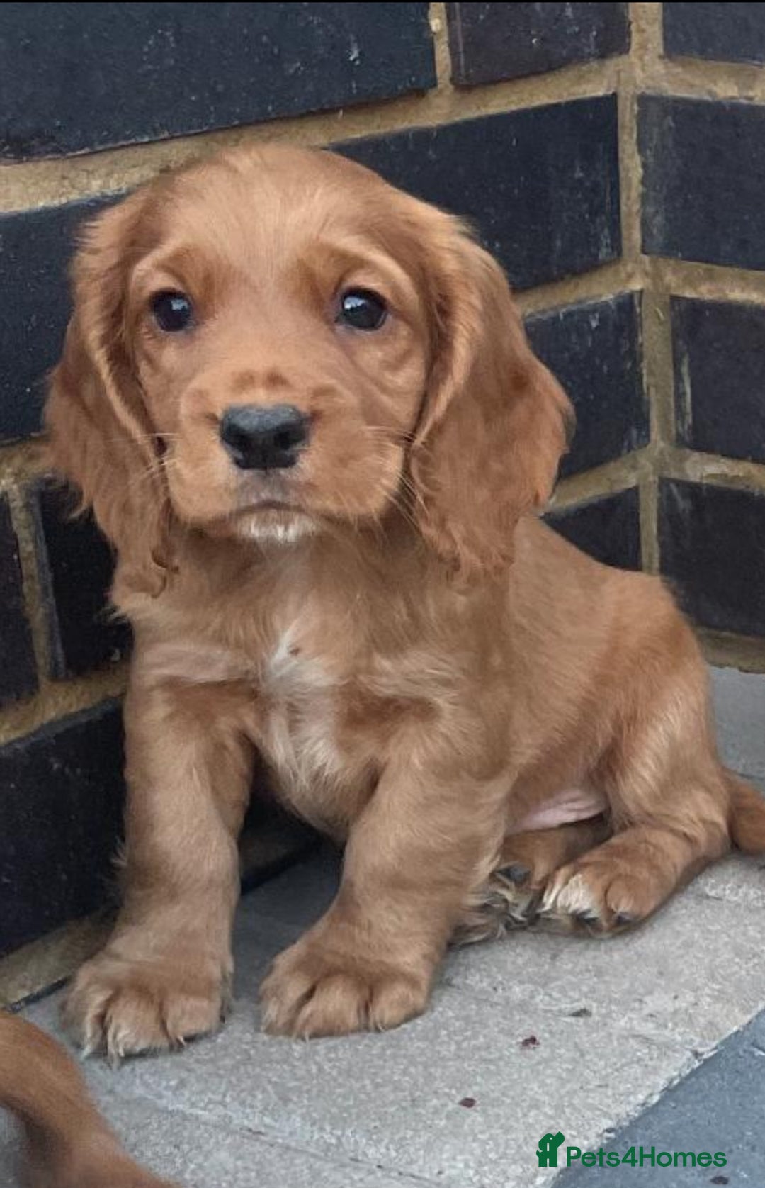 Cocker Spaniel dogs for sale: Gorgeous red cocker spaniels puppies  - Image 1