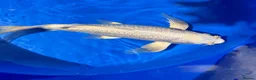 Koi Carp fish for sale: Stunning Japanese Purachina Butterfly Koi - Advert 6