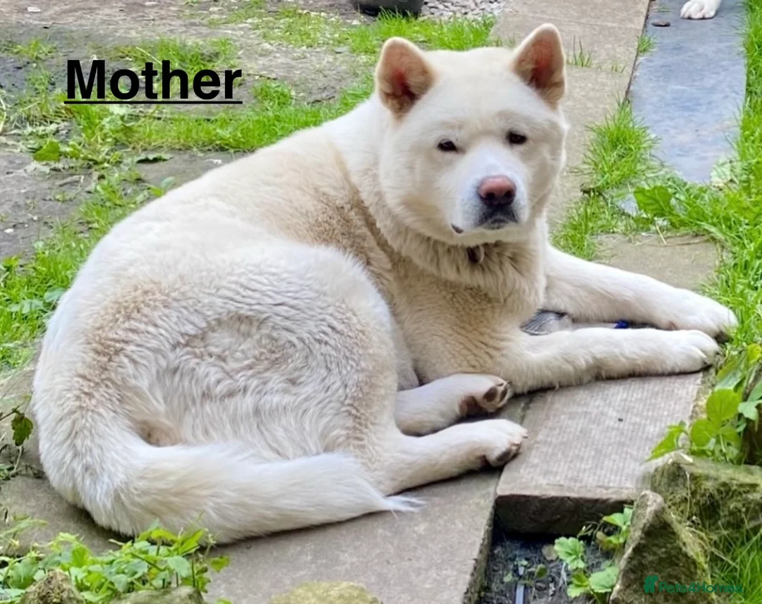 Japanese Akita Inu dogs for sale: Beautiful Japanese Akita Puppies 3 Stunning girls - Advert 6