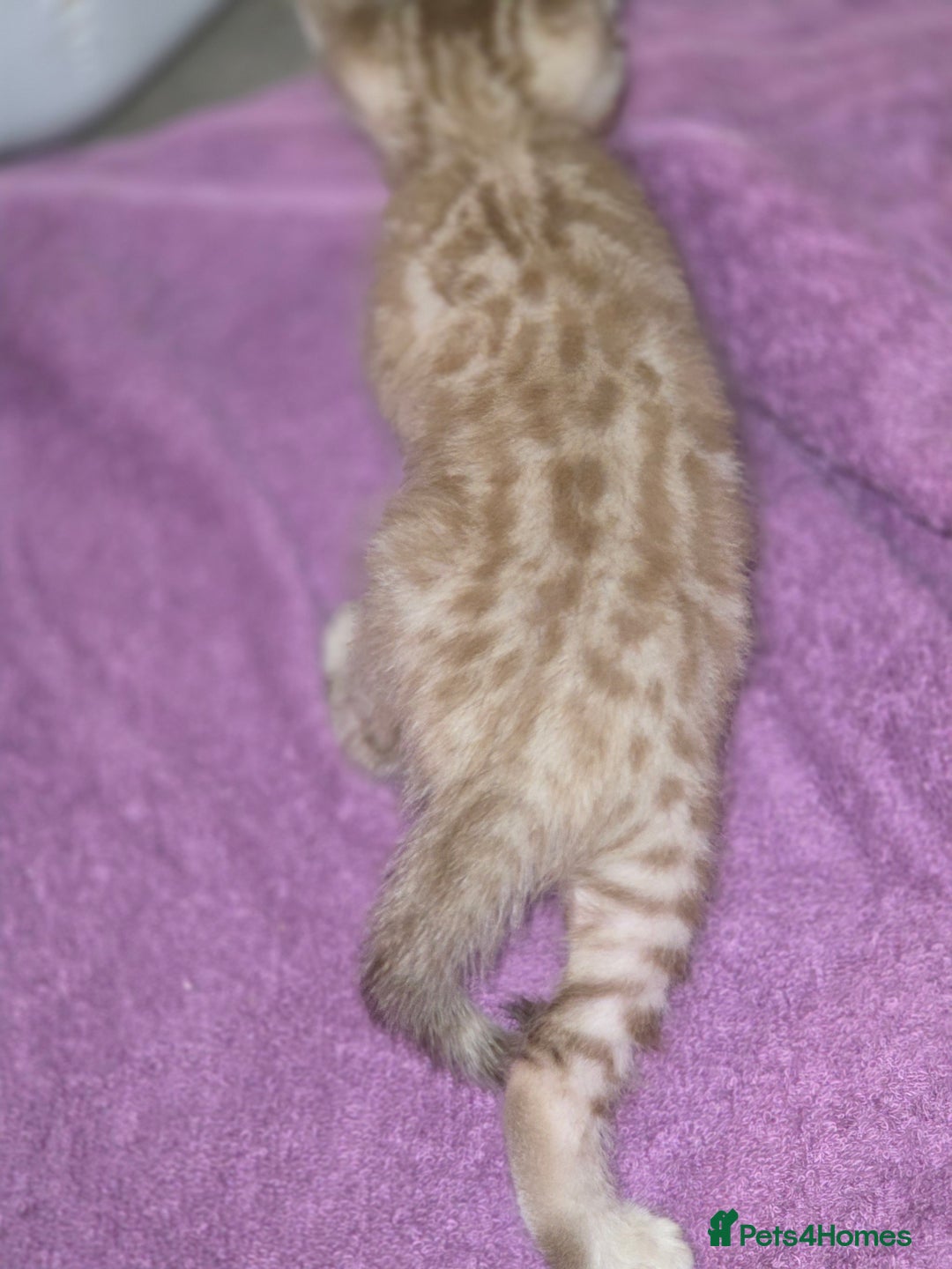 Bengal cats for sale: 2 stunning bengal kittens - Image 5