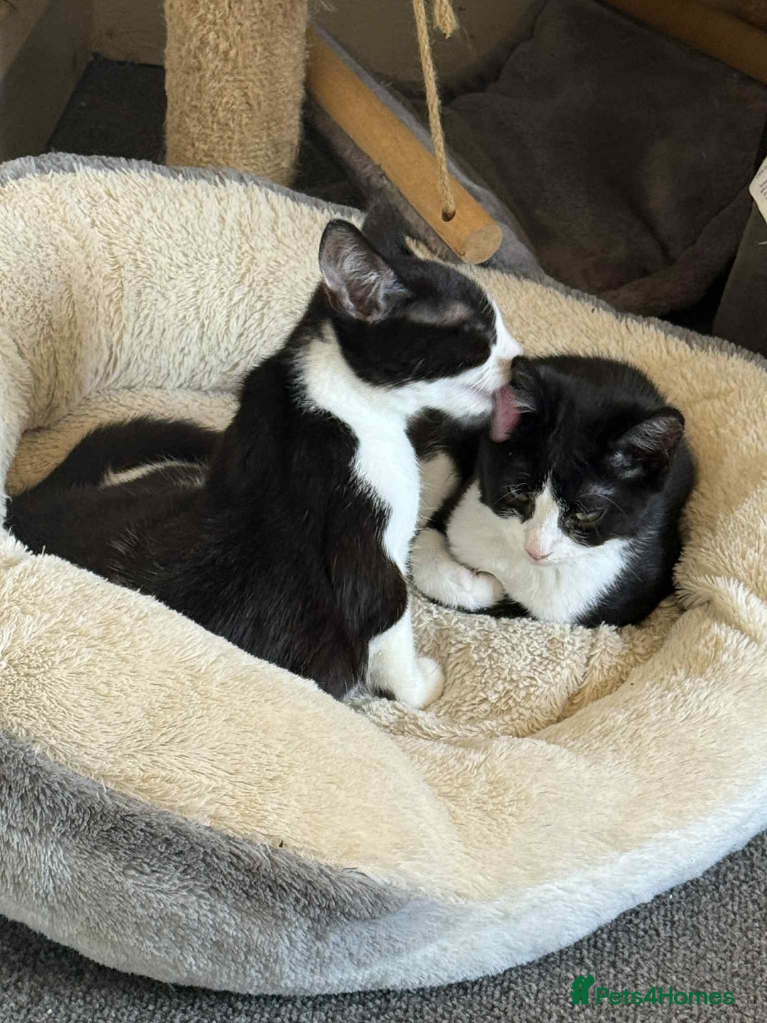Mixed Breed cats for sale: 6 month old kitten  - Image 1