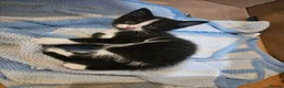 Mixed Breed cats for sale: Beautiful Maine Coon mix kittens  - Advert 7