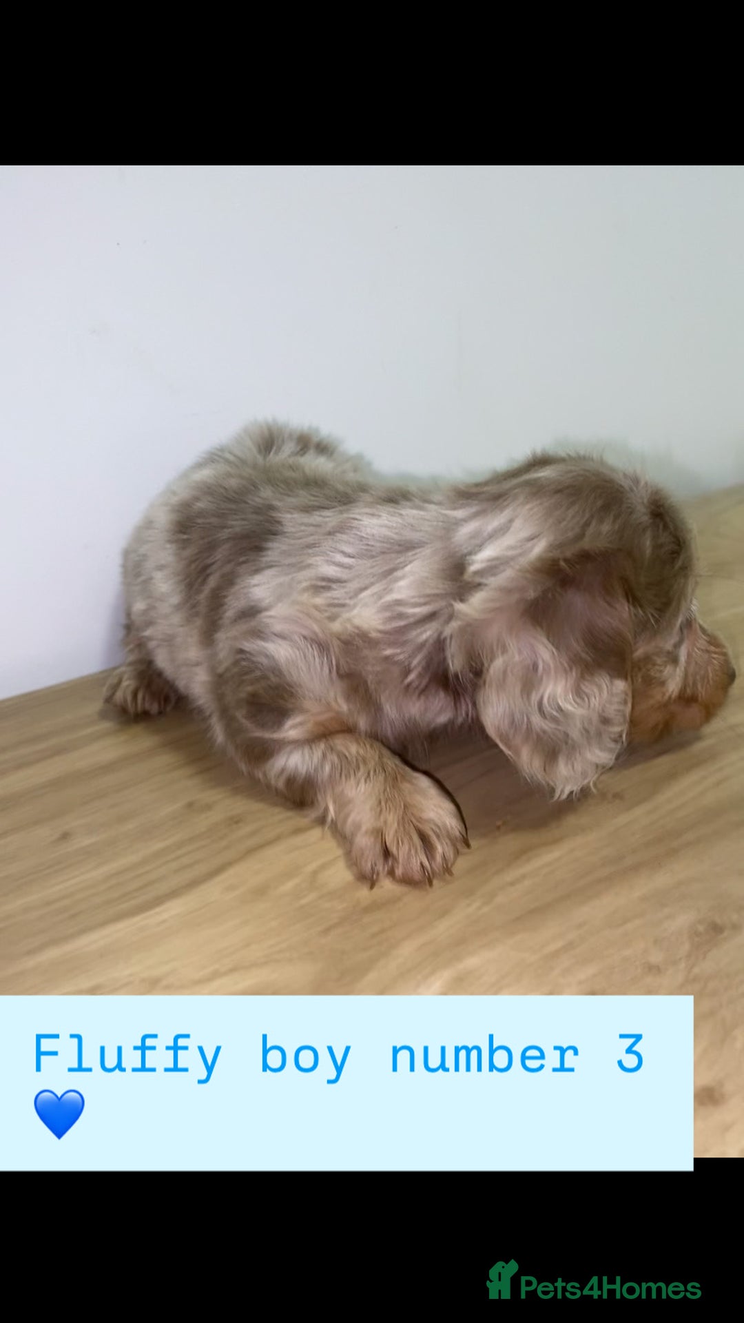 Miniature Dachshund dogs for sale: Miniature dachshund puppies🥰 - Advert 15