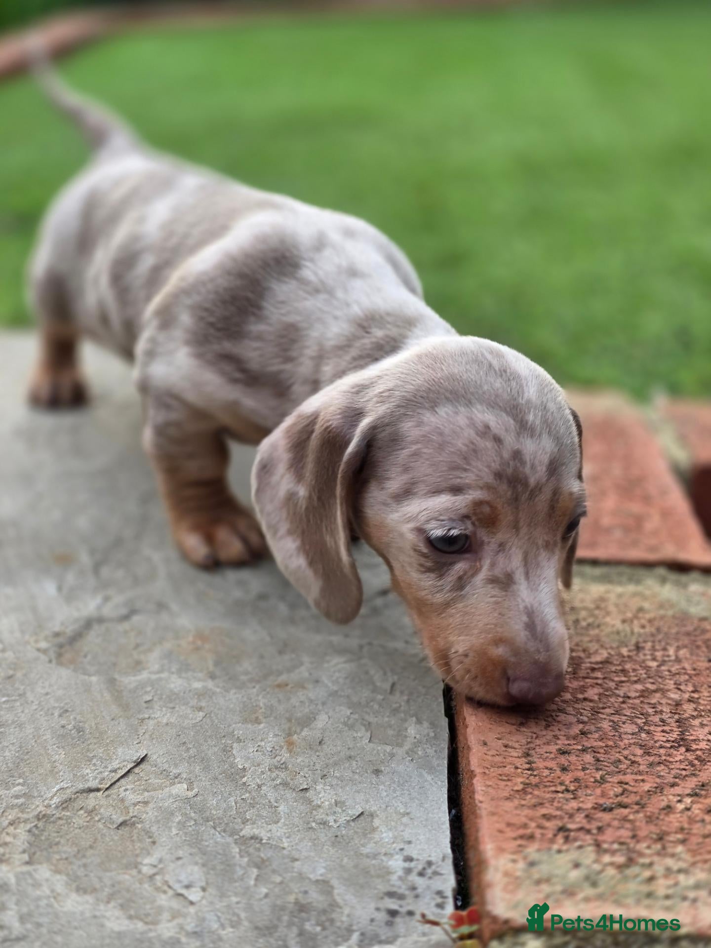 Miniature Dachshund dogs Stunning Little Sausages-Rare Coats, Loving Hearts - Advert 9