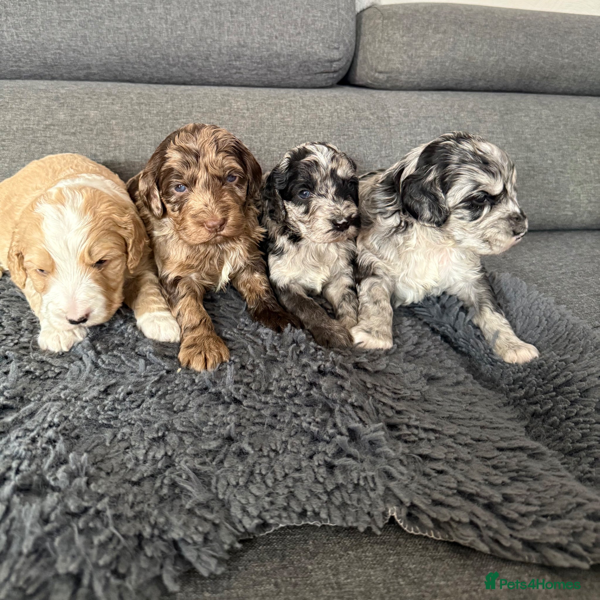 Australian Labradoodle dogs AUSTRALIAN LABRADOODLE  - Advert 2