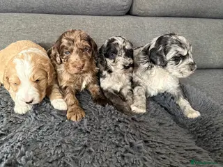 Australian Labradoodle dogs AUSTRALIAN LABRADOODLE - Advert 2