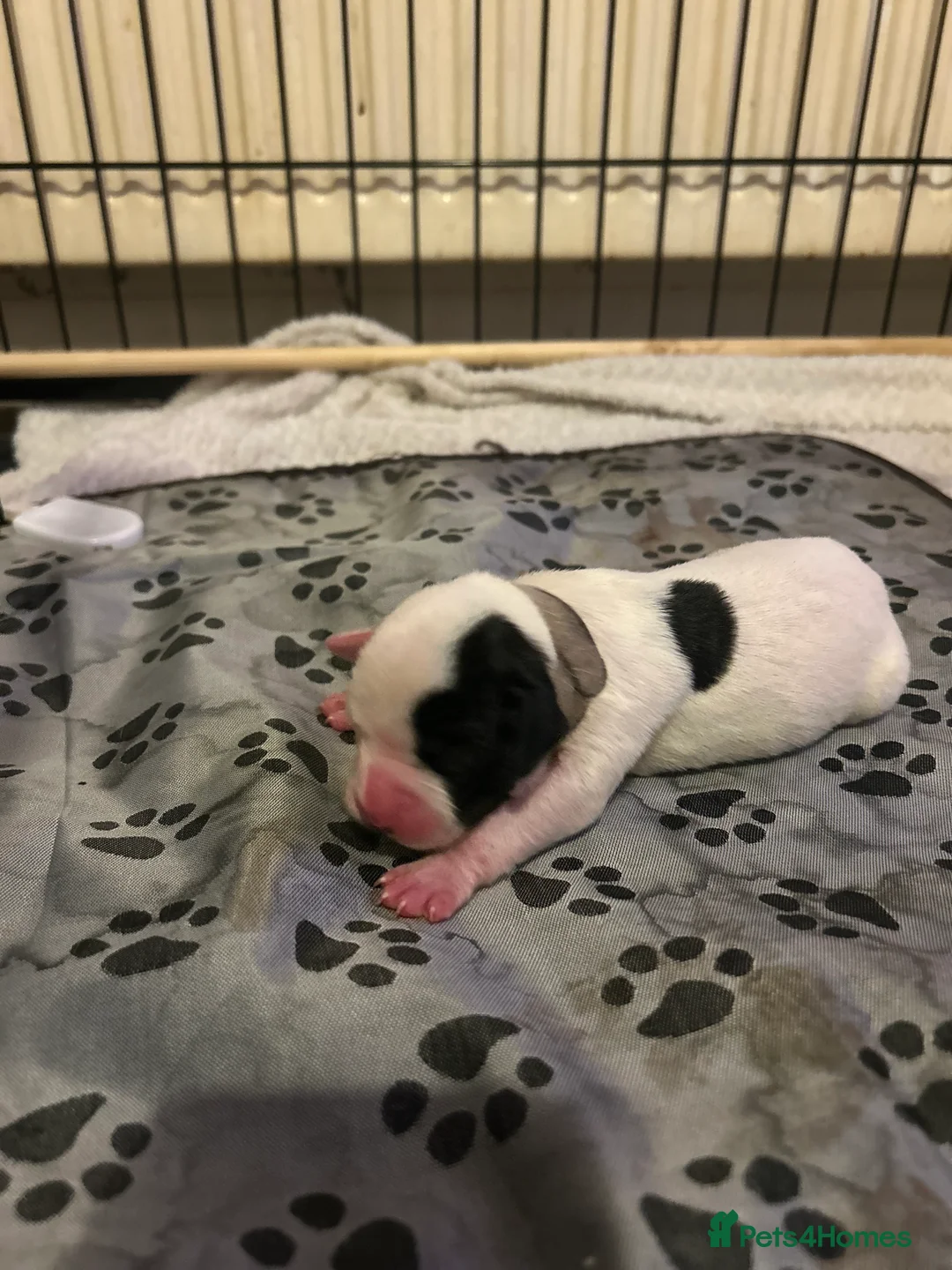 Mixed Breed dogs for sale: 7 gorgeous American Bulldog x Springer Spaniel - Advert 12