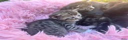 Mixed Breed cats for sale: 5 beautiful kittens with tabby markings - Advert 8