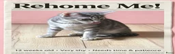 Mixed Breed cats for sale: Silver tabby (shy little girl) in Ashton-under-Lyne - Advert 1