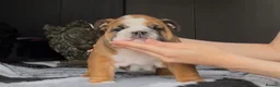 English Bulldog dogs for sale: MULTI CH sired english bulldog puppies in Watford - Advert 7