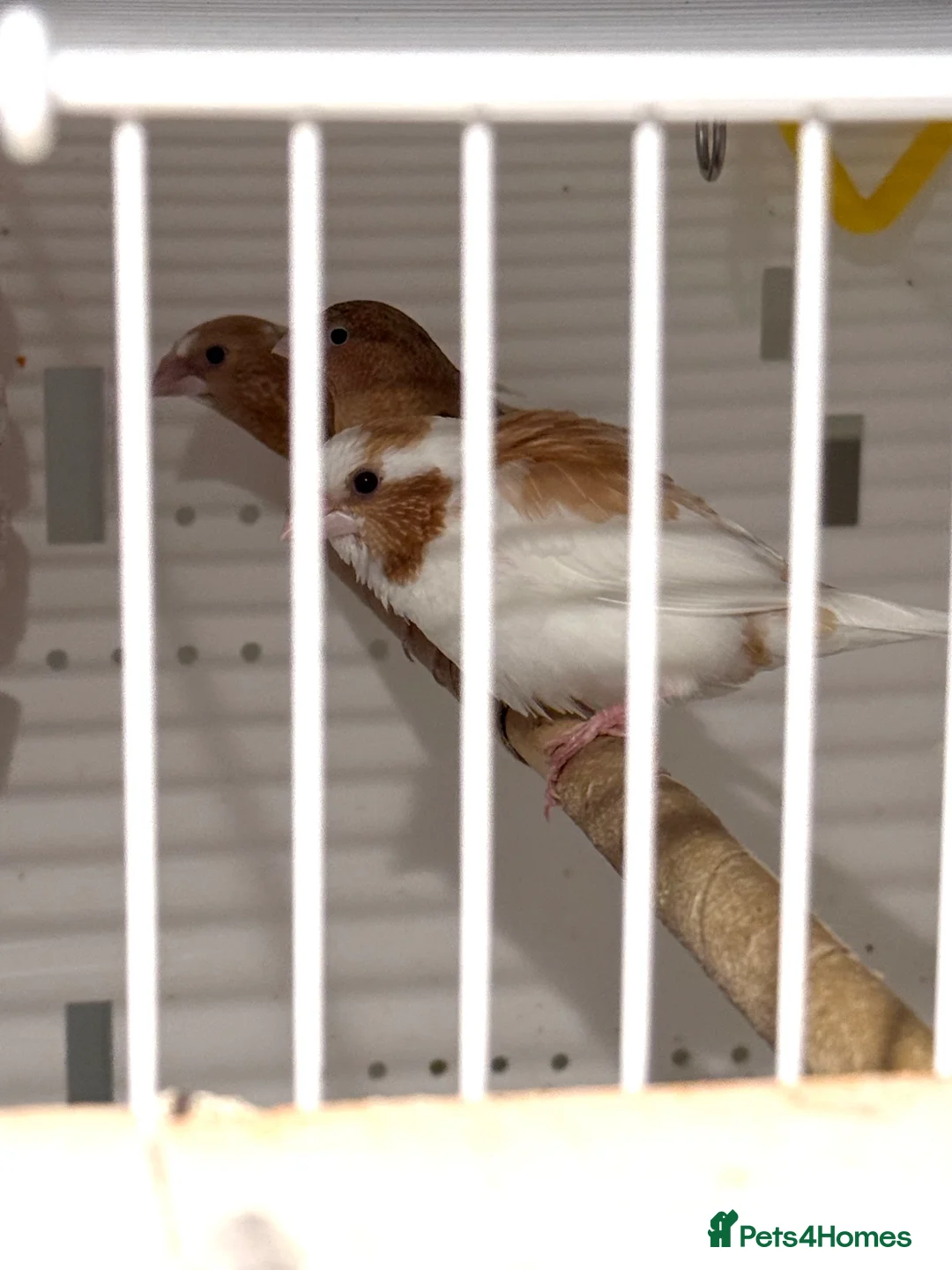 Finches birds for sale: Bonded Bangelese finches for sale   - Advert 8