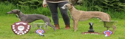 Whippet dogs for sale: Whippet Girl in Colchester - Advert 2