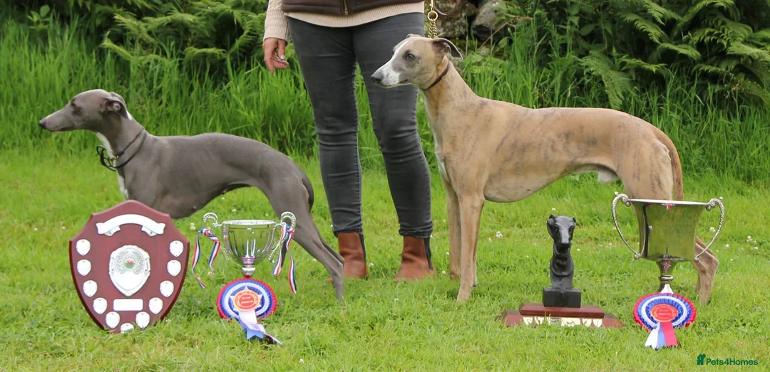Whippet dogs for sale: Whippet Girl in Colchester - Advert 2