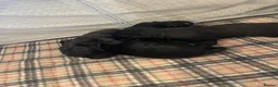 Patterdale Terrier dogs for sale: Patterdale terrier  - Advert 5