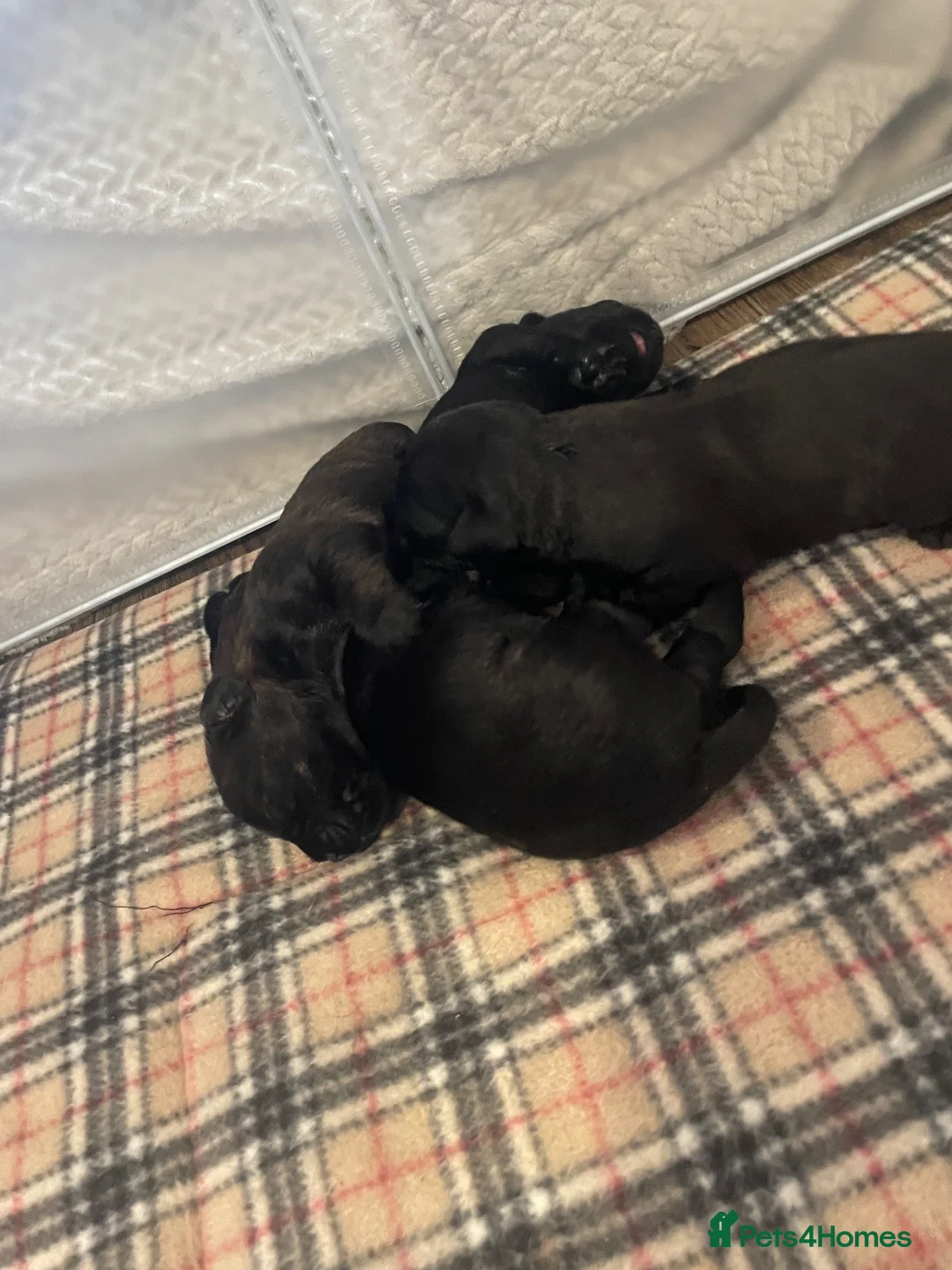 Patterdale Terrier dogs for sale: Patterdale terrier  - Advert 5
