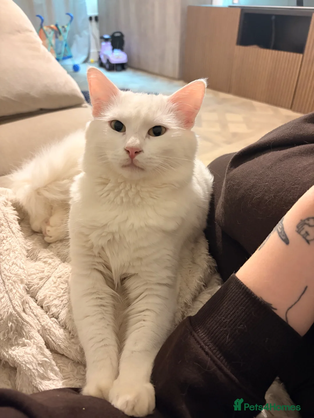 Mixed Breed cats for sale: Male cat  - Advert 4