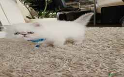Persian cats for sale: Stunning Pedigree Persian Kitten - Image 11