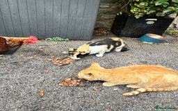 Mixed Breed cats for sale: Gorgeous farm/house kittens  - Image 9