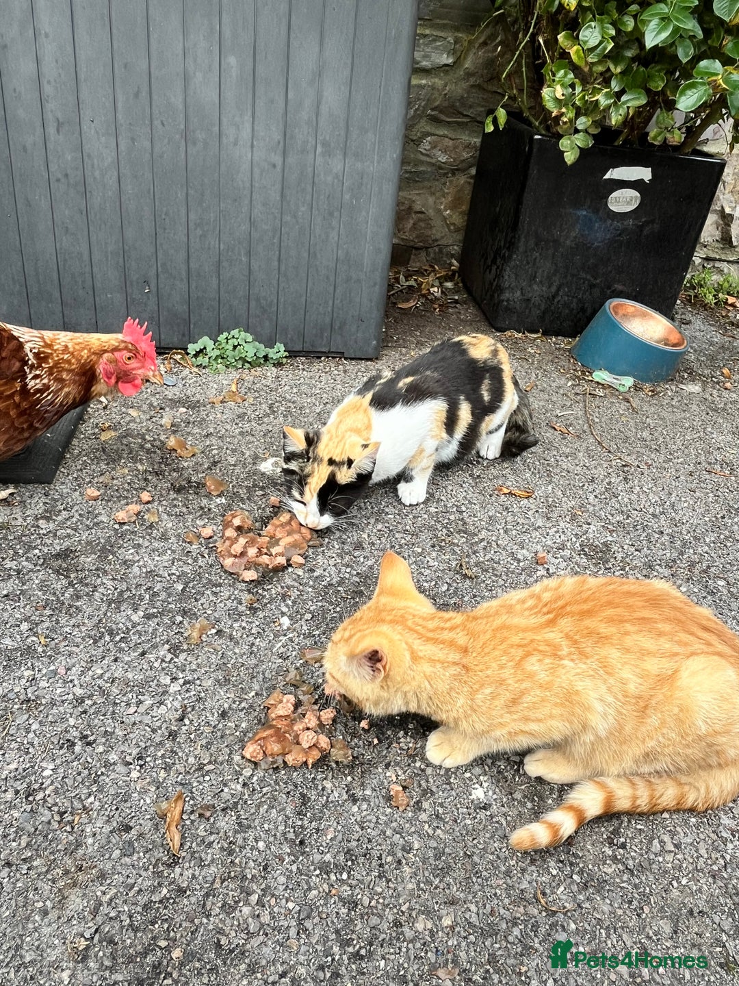 Mixed Breed cats for sale: Gorgeous farm/house kittens  - Image 9