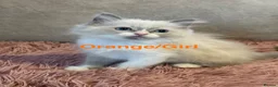 Ragdoll cats for sale: Bi-colour Ragdoll Kittens,Choc & Blue Sealpoint - Advert 13
