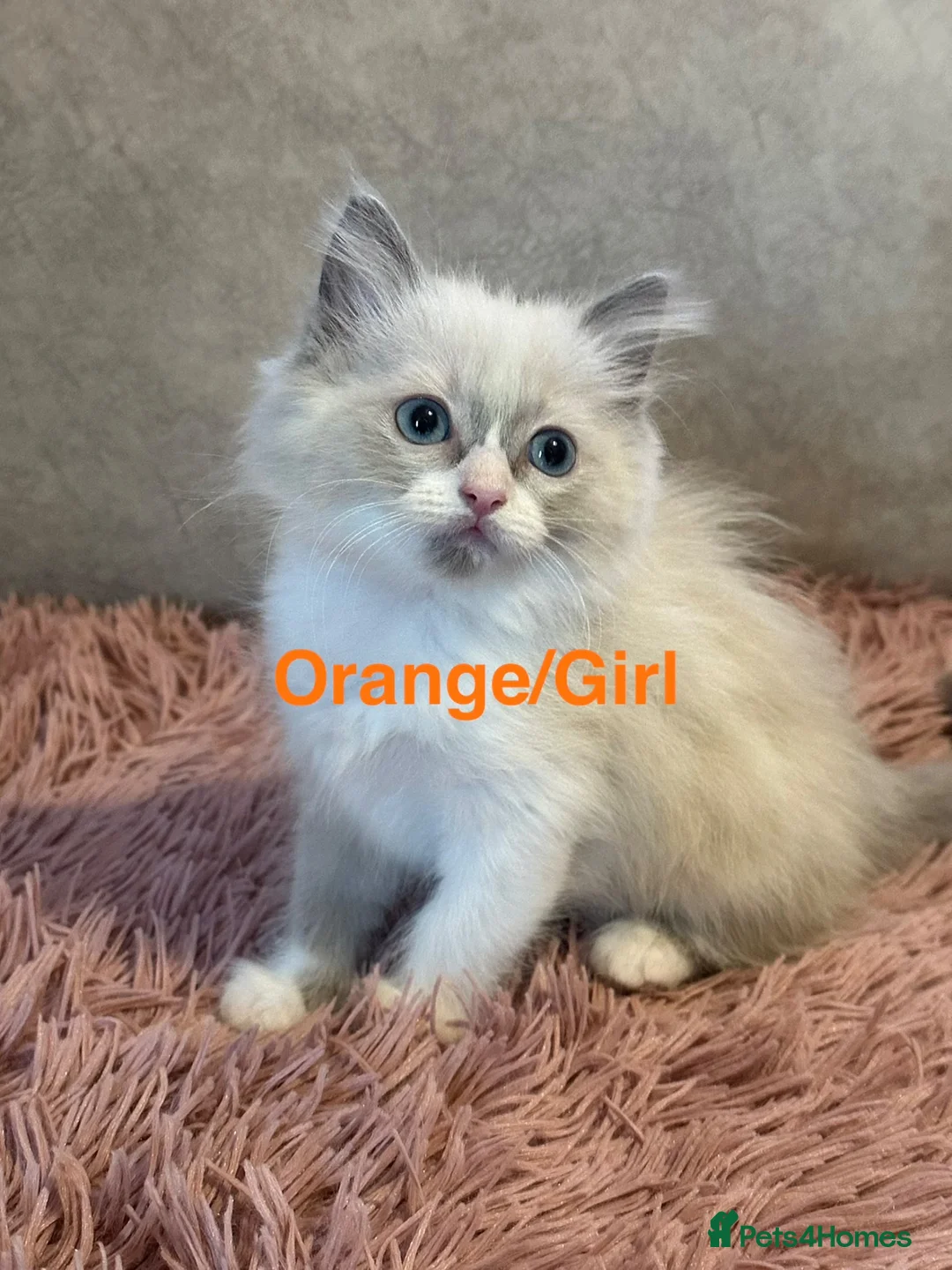 Ragdoll cats for sale: Bi-colour Ragdoll Kittens,Choc & Blue Sealpoint - Advert 13