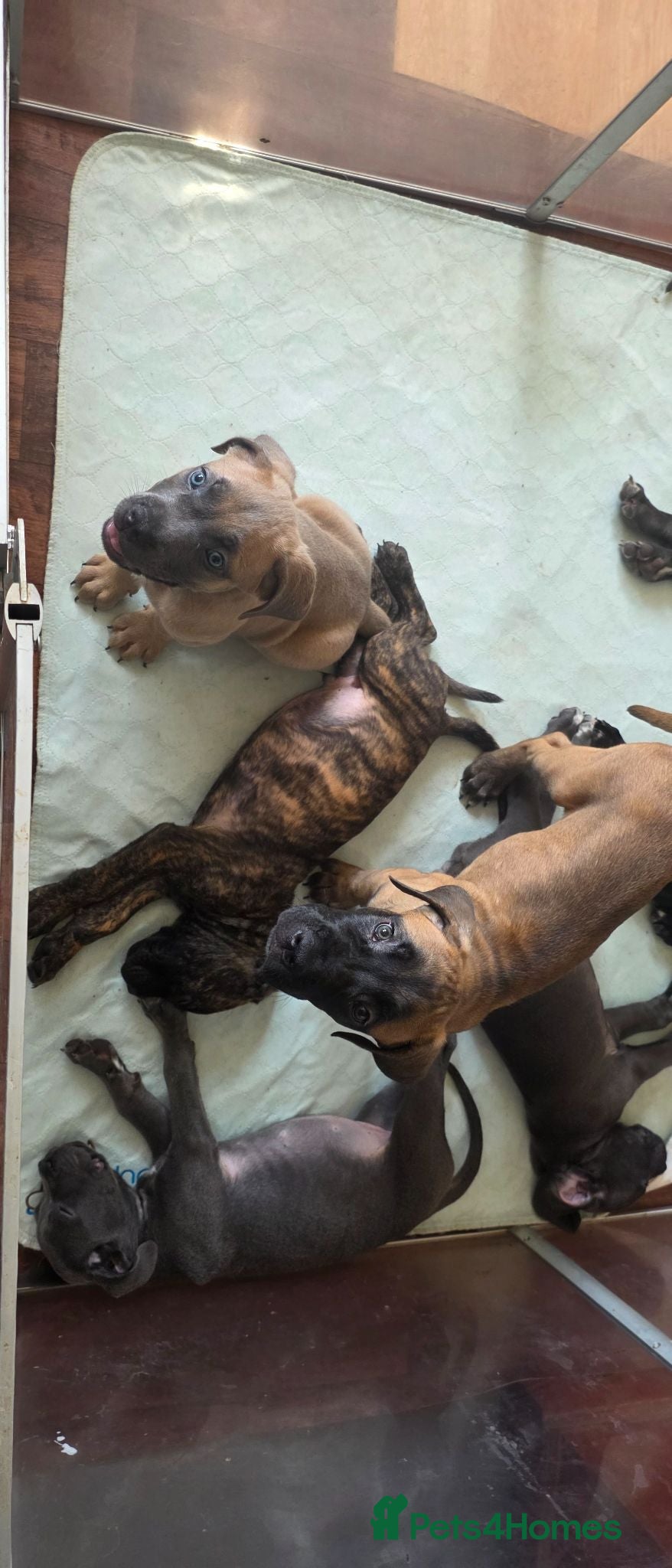 Cane Corso dogs Cane Corso Puppies - Advert 2
