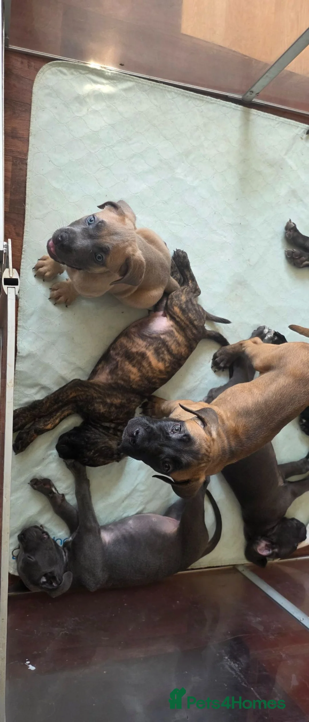 Cane Corso dogs for sale: Cane Corso Puppies - Advert 2