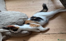 British Shorthair cats for sale: Cute kittens  - Image 14